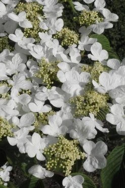 Mariesii Doublefile Viburnum - 1 Gallon Pot 11 Mariesii Doublefile Viburnum - 1 Gallon Pot -Flowers World Shop Viburnum Mariesii 2 2