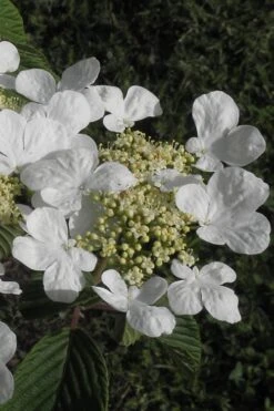 Mariesii Doublefile Viburnum - 1 Gallon Pot 13 Mariesii Doublefile Viburnum - 1 Gallon Pot -Flowers World Shop Viburnum Mariesii 3 2