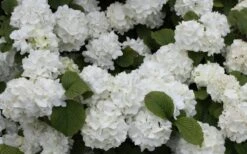 Popcorn Snowball Viburnum Bush - 1 Gallon Pot -Flowers World Shop Viburnum Popcorn 1