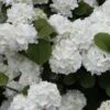 Popcorn Snowball Viburnum Bush - 3 Gallon Pot -Flowers World Shop Viburnum Popcorn 1 500x750 2