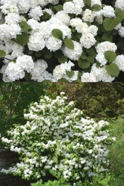 Popcorn Snowball Viburnum Bush - 1 Gallon Pot -Flowers World Shop Viburnum Popcorn 2 500x750 1