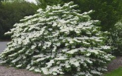 Shasta Doublefile Viburnum - 1 Gallon Pot 12 Shasta Doublefile Viburnum - 1 Gallon Pot -Flowers World Shop Viburnum Shasta 5 1