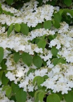 Shasta Doublefile Viburnum - 1 Gallon Pot 15 Shasta Doublefile Viburnum - 1 Gallon Pot -Flowers World Shop Viburnum Shasta 6 1