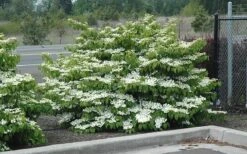 Shasta Doublefile Viburnum - 1 Gallon Pot 13 Shasta Doublefile Viburnum - 1 Gallon Pot -Flowers World Shop Viburnum Shasta 8 1