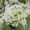 Snow Joey Viburnum - 3 Gallon Pot -Flowers World Shop Viburnum Snow Joey 1