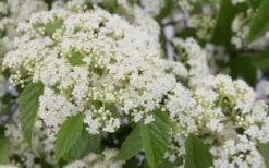 Snow Joey Viburnum - 2 Gallon Pot -Flowers World Shop Viburnum Snow Joey 2 1