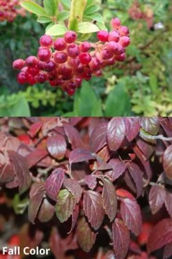 Snow Joey Viburnum - 3 Gallon Pot 12 Snow Joey Viburnum - 3 Gallon Pot -Flowers World Shop Viburnum Snow Joey 5