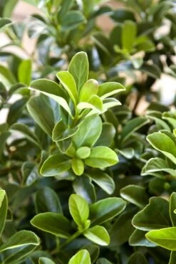 Sugar Cookie Sweet Viburnum - 3 Gallon Pot -Flowers World Shop Viburnum Sugar Cookie 2