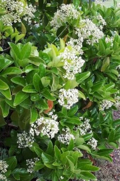Sugar Cookie Sweet Viburnum - 3 Gallon Pot -Flowers World Shop Viburnum Sugar Cookie 3
