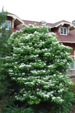 Summer Snowflake Viburnum - 1 Gallon Pot -Flowers World Shop Viburnum Summer Snowflake 20 2