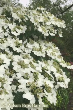Summer Snowflake Viburnum - 3 Gallon Pot -Flowers World Shop Viburnum Summer Snowflake 21 500x750 1