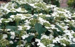 Summer Snowflake Viburnum - 3 Gallon Pot -Flowers World Shop Viburnum Summer Snowflake 3