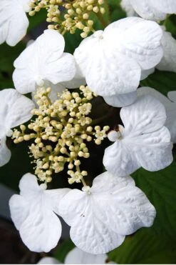 Summer Snowflake Viburnum - 3 Gallon Pot -Flowers World Shop Viburnum Summer Snowflake 30