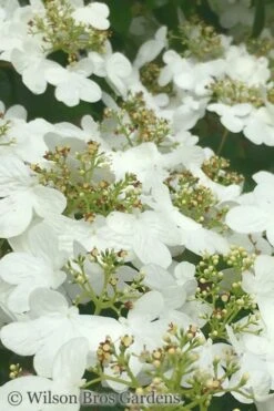 Summer Snowflake Viburnum - 6 Pack Of 1 Gallon Pots -Flowers World Shop Viburnum Summer Snowflake 31 1