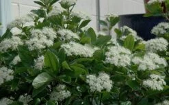 Winterthur Viburnum - 3 Gallon Pot -Flowers World Shop Viburnum Winterthur 11 1