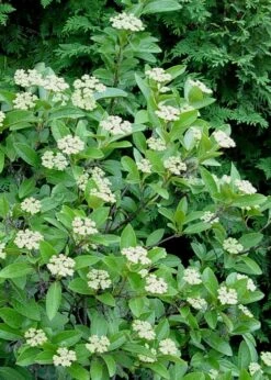Winterthur Viburnum - 1 Gallon Pot -Flowers World Shop Viburnum Winterthur 7