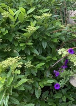 Winterthur Viburnum - 3 Gallon Pot -Flowers World Shop Viburnum Winterthur 9 1