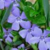 Evergreen Periwinkle - Vinca Minor - 6 Pack Of Pint Pots -Flowers World Shop Vinca Minor 10