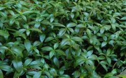 Evergreen Periwinkle - Vinca Minor - 6 Pack Of Pint Pots -Flowers World Shop Vinca Minor 11