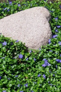 Evergreen Periwinkle - Vinca Minor - 6 Pack Of Pint Pots -Flowers World Shop Vinca Minor 12