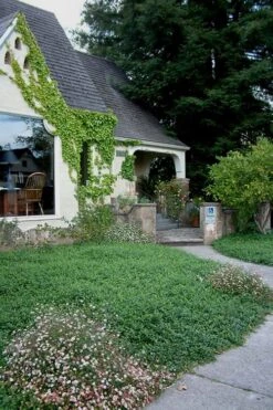 Evergreen Periwinkle - Vinca Minor - 6 Pack Of Pint Pots -Flowers World Shop Vinca Minor 14