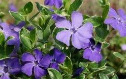 Ralph Shugert Variegated Periwinkle (Vinca Minor) - 10 Pack Of Pint Pots 14 Ralph Shugert Variegated Periwinkle (Vinca Minor) - 10 Pack Of Pint Pots -Flowers World Shop Vinca Minor Ralph Shugert Closeup 1