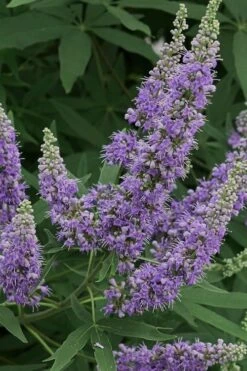 Shoal Creek Chaste Tree (Vitex) - 1 Gallon Pot 11 Shoal Creek Chaste Tree (Vitex) - 1 Gallon Pot -Flowers World Shop Vitex Shoal Creek 15
