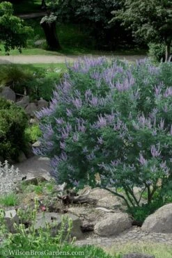 Shoal Creek Chaste Tree (Vitex) - 1 Gallon Pot 12 Shoal Creek Chaste Tree (Vitex) - 1 Gallon Pot -Flowers World Shop Vitex Shoal Creek 17