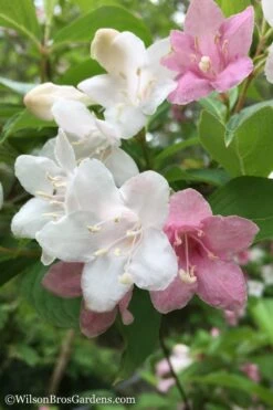 Goodness Grows Bicolor Weigela - 3 Gallon Pot -Flowers World Shop Weigela Goodness Grows 1