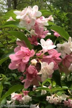 Goodness Grows Bicolor Weigela - 3 Gallon Pot -Flowers World Shop Weigela Goodness Grows 10