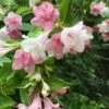 Goodness Grows Bicolor Weigela - 3 Gallon Pot 1 Goodness Grows Bicolor Weigela - 3 Gallon Pot -Flowers World Shop Weigela Goodness Grows 2