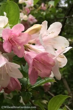 Goodness Grows Bicolor Weigela - 3 Gallon Pot -Flowers World Shop Weigela Goodness Grows 3