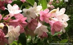 Goodness Grows Bicolor Weigela - 3 Gallon Pot -Flowers World Shop Weigela Goodness Grows 5