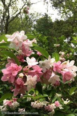 Goodness Grows Bicolor Weigela - 3 Gallon Pot -Flowers World Shop Weigela Goodness Grows 8