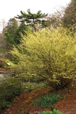 Winterthur Winterhazel (Corylopsis) - 3 Gallon Pot -Flowers World Shop Winter Hazel Winterthur 5 1