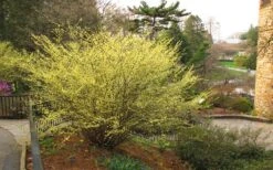 Winterthur Winterhazel (Corylopsis) - 3 Gallon Pot -Flowers World Shop Winter Hazel Winterthur 6 1