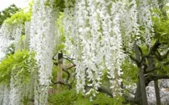 Snow Showers White Wisteria - 3 Gallon Pot 11 Snow Showers White Wisteria - 3 Gallon Pot -Flowers World Shop Wisteria Snow Showers 2