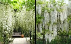 Snow Showers White Wisteria - 3 Gallon Pot 13 Snow Showers White Wisteria - 3 Gallon Pot -Flowers World Shop Wisteria Snow Showers 4