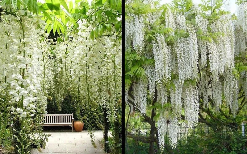Snow Showers White Wisteria - 3 Gallon Pot 8 Snow Showers White Wisteria - 3 Gallon Pot - Image 6