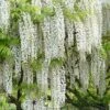 Snow Showers White Wisteria - 3 Gallon Pot -Flowers World Shop Wisteria Snow Showers 500x750 1