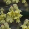 Winterthur Winterhazel (Corylopsis) - 2 Gallon Pot 2 Winterthur Winterhazel (Corylopsis) - 2 Gallon Pot -Flowers World Shop Witch Hazel Winterthur Corylopsis 1