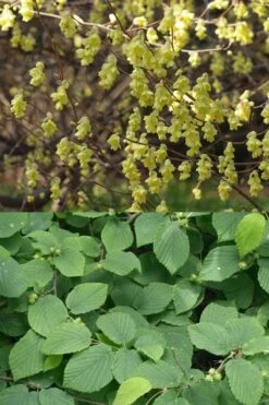 Winterthur Winterhazel (Corylopsis) - 2 Gallon Pot -Flowers World Shop Witch Hazel Winterthur Corylopsis 2