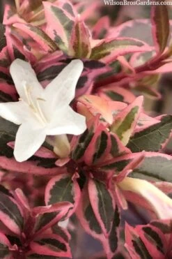 Suntastic Pink Dwarf Abelia - 3 Gallon Pot -Flowers World Shop abelia suntastic pink 11 1