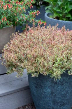 Suntastic Pink Dwarf Abelia - 3 Gallon Pot -Flowers World Shop abelia suntastic pink 2