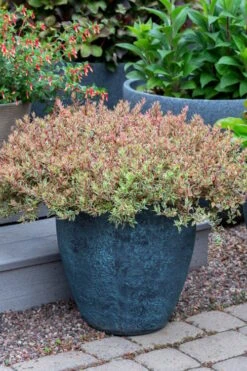 Suntastic Pink Dwarf Abelia - 3 Gallon Pot -Flowers World Shop abelia suntastic pink 4