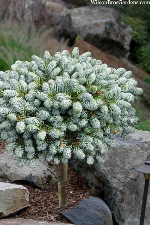 Ice Breaker Korean Fir (Single Trunk Topiary) - 3 Gallon Pot 3 Ice Breaker Korean Fir (Single Trunk Topiary) - 3 Gallon Pot