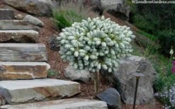 Ice Breaker Korean Fir (Single Trunk Topiary) - 1 Gallon Pot -Flowers World Shop abies koreana kouhouts ice breaker korean fir 2 2