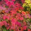 Dancing Peacock Japanese Maple (Acer Japonicum 'Aconitifolium') - 3 Gallon Pot (3-4') -Flowers World Shop acer japonicum aconitifolium dancing peacock japanese maple 2 1