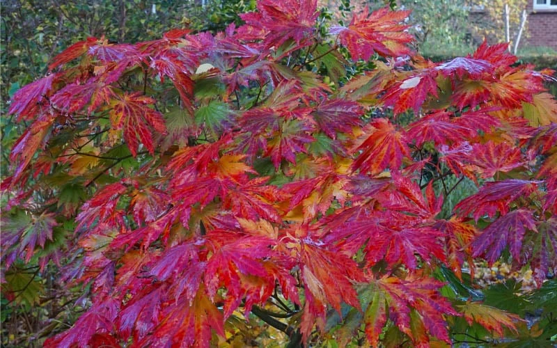 Dancing Peacock Japanese Maple (Acer Japonicum 'Aconitifolium') - 3 Gallon Pot (3-4') 9 Dancing Peacock Japanese Maple (Acer Japonicum 'Aconitifolium') - 3 Gallon Pot (3-4') - Image 7