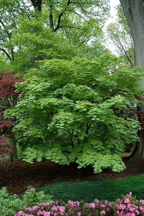 Dancing Peacock Japanese Maple (Acer Japonicum 'Aconitifolium') - 3 Gallon Pot (3-4') 6 Dancing Peacock Japanese Maple (Acer Japonicum 'Aconitifolium') - 3 Gallon Pot (3-4') - Image 4